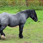 Das starke graue Pferd und die Schwierigkeit einer Annäherung 01