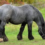 Das starke graue Pferd und die Schwierigkeit einer Annäherung 02