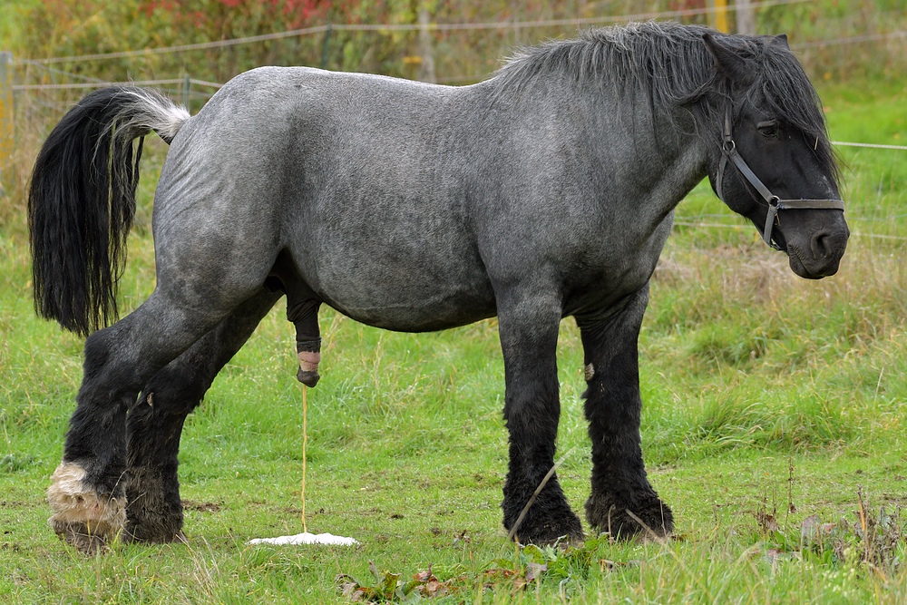 Das starke graue Pferd und die Schwierigkeit einer Annäherung 03