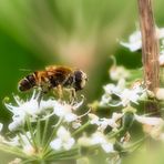 Das staubige Mistbienchen