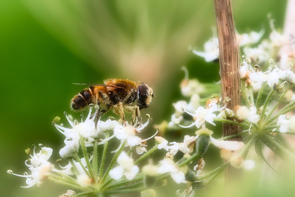 Das staubige Mistbienchen