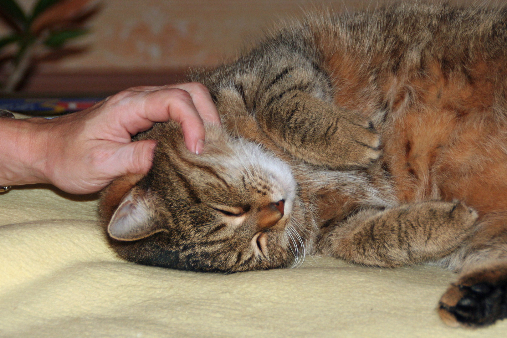 Das steht dem Kater zu!