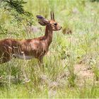 Das Steinböckchen (Raphicerus campestris)...