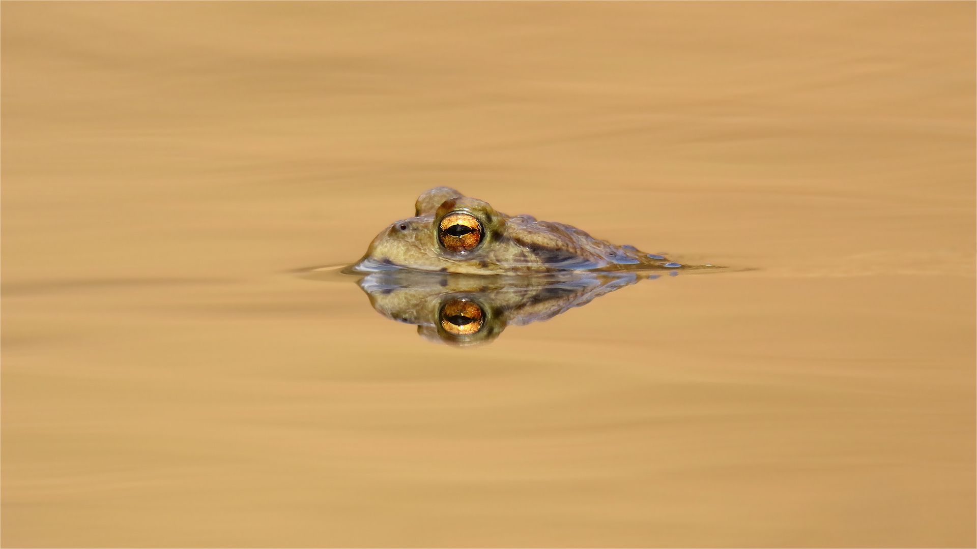 Das "Steinbruchkrokodil" - Erdkröte - Bufo bufo 