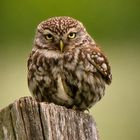 Das Steinkäuzchen auf seinem Lieblingsplatz 