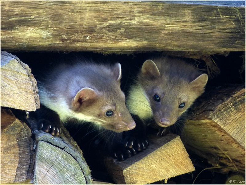 Das Steinmarderpärchen lebt z.Z. bei uns im Stapelholz.