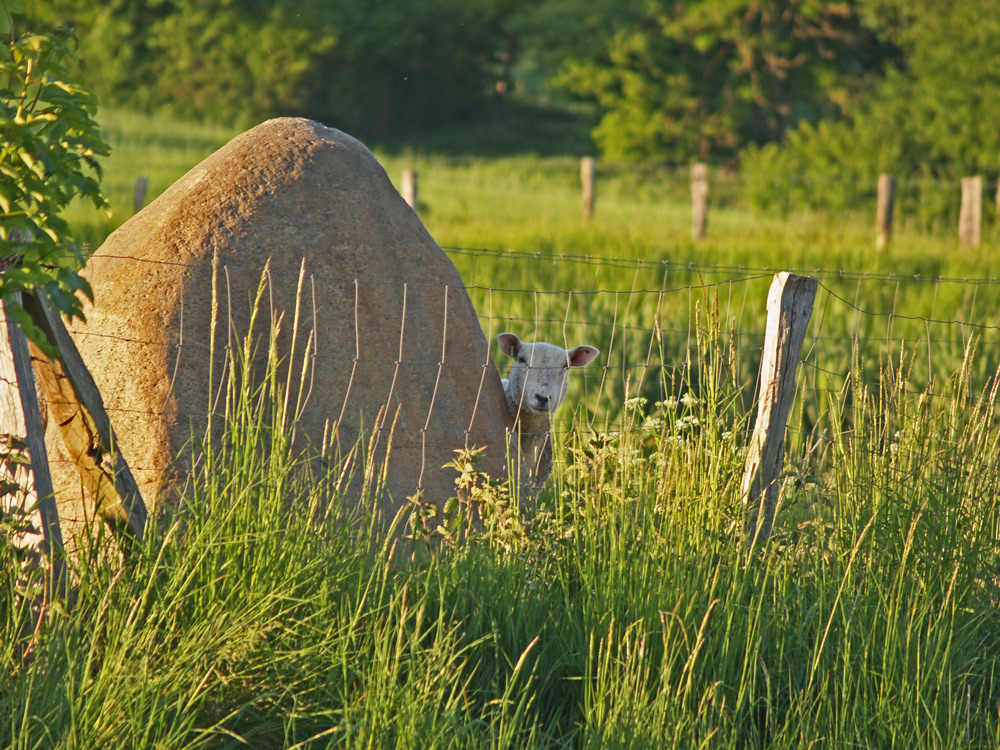 Das Steinschaf