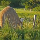 Das Steinschaf