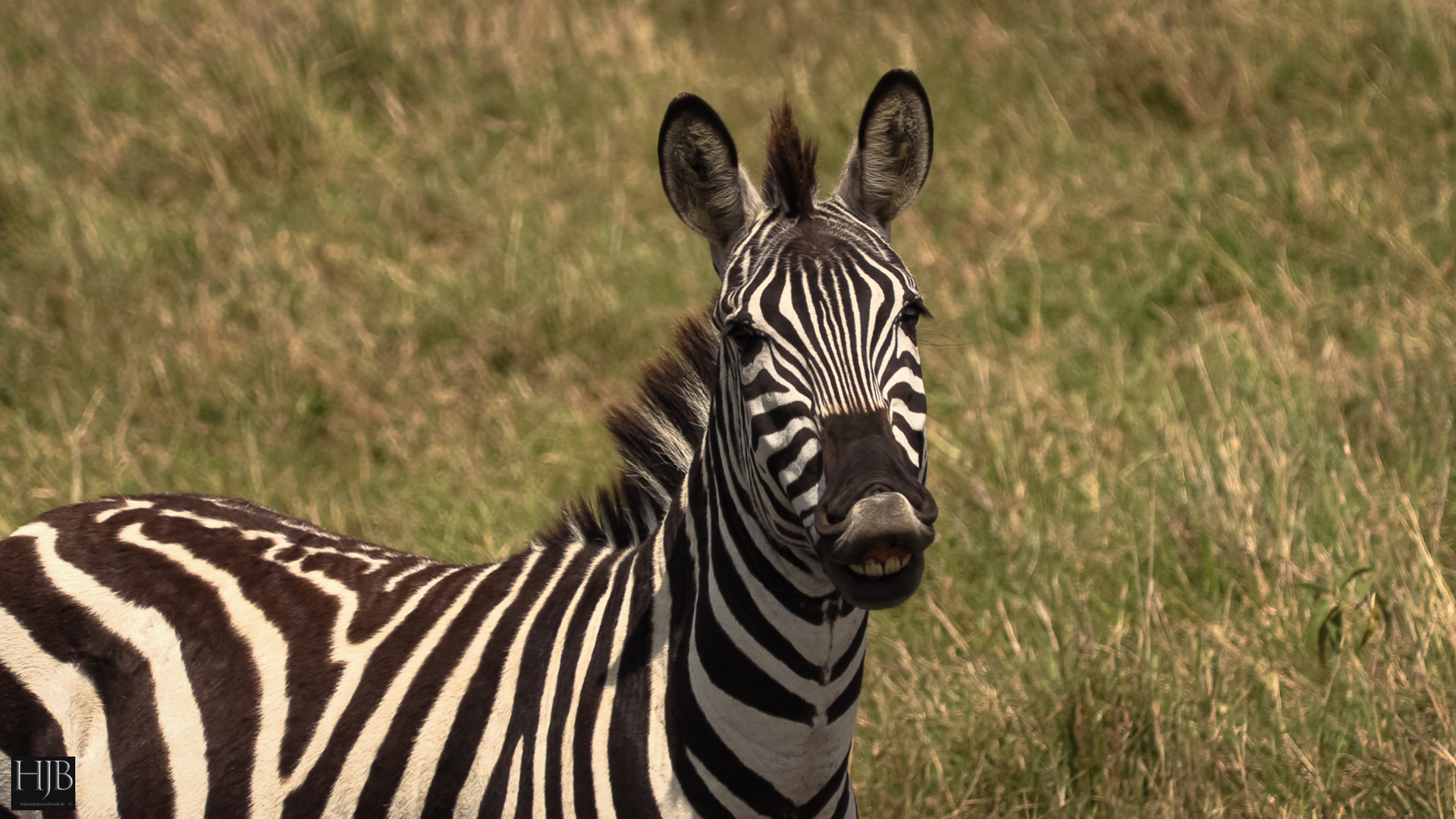 Das Steppenzebra (Equus quagga) 