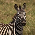 Das Steppenzebra (Equus quagga) 