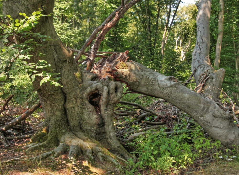 Das Sterben der Gespenster-Riesen im Kottenforst 4