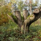 Das Sterben der Gespenster-Riesen im Kottenforst