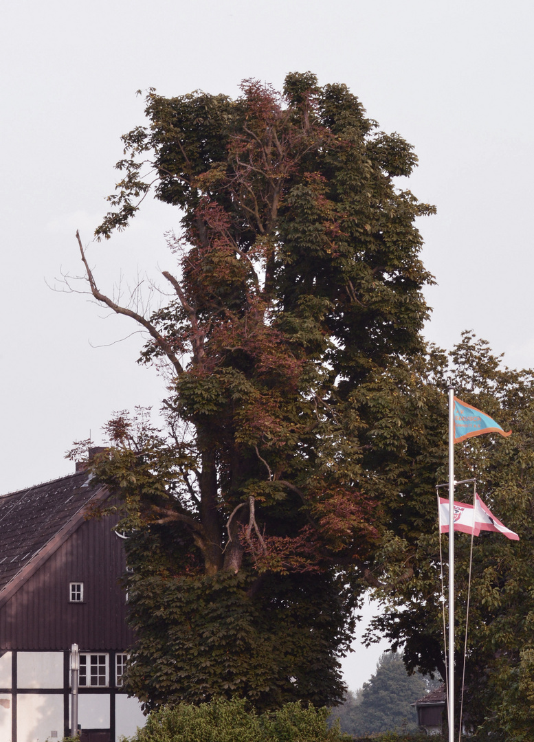 Das Sterben der Kastanien