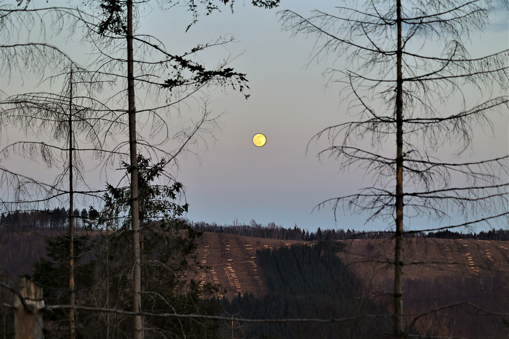 Das Sterben der Wittgensteiner Fichtenwälder !