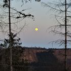 Das Sterben der Wittgensteiner Fichtenwälder !