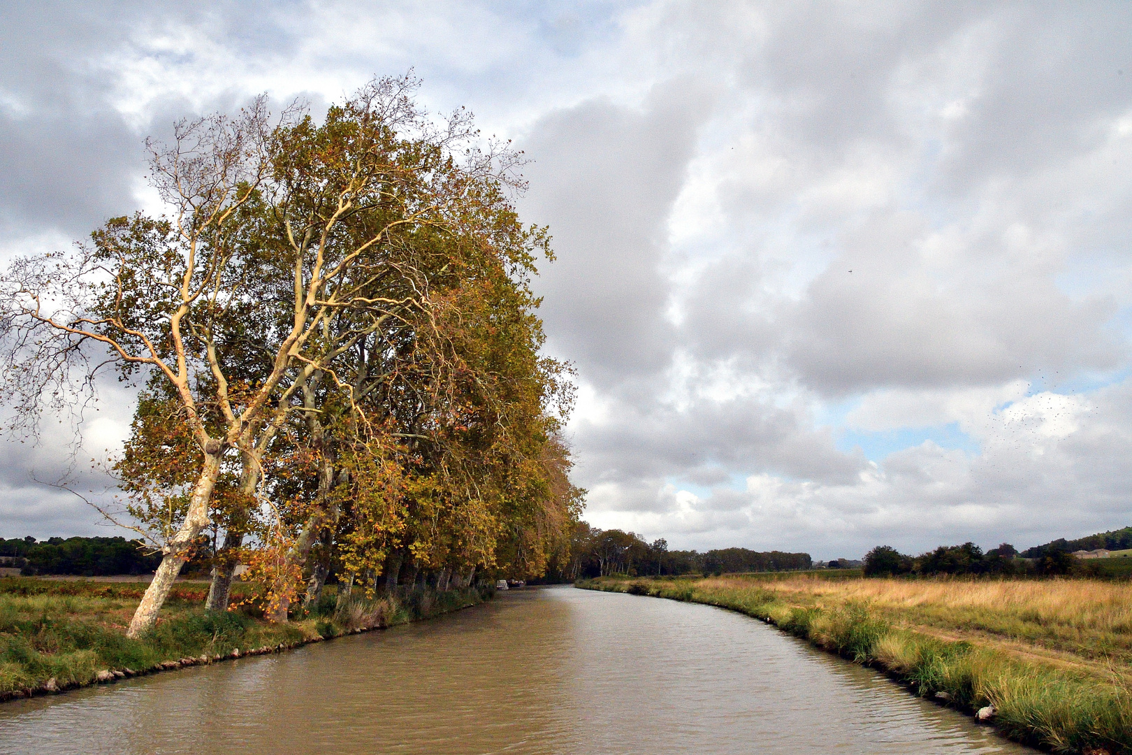 Das Sterben eines Signets; Platanenalleen am Canal du Midi