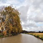 Das Sterben eines Signets; Platanenalleen am Canal du Midi