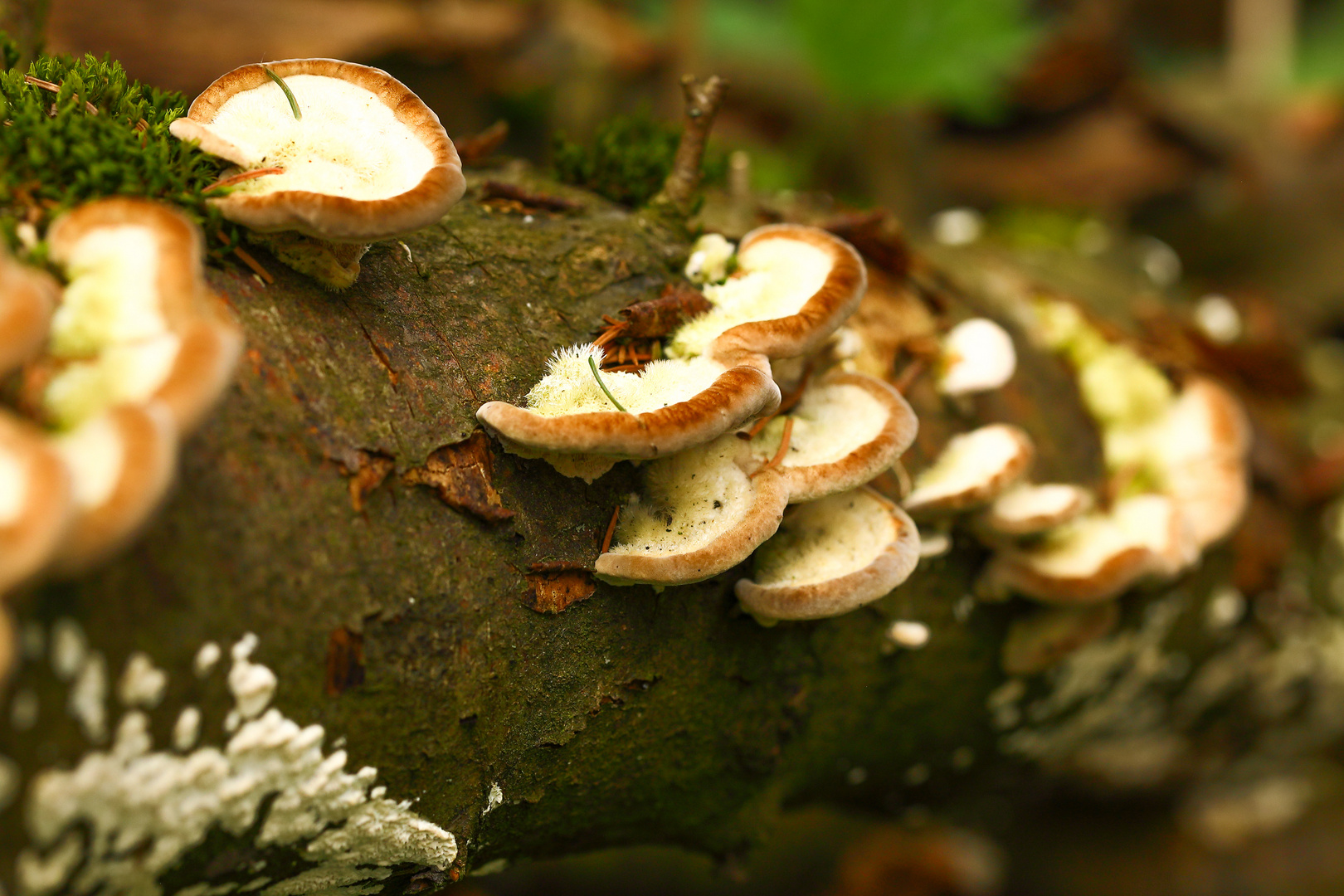 Das Sterben gehört zur Natur