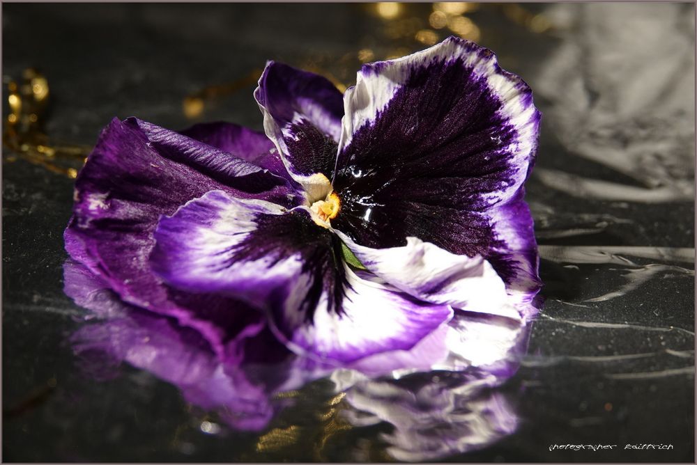 Das Stiefmütterchen... Foto & Bild | natur-makros, projekte, natur ...