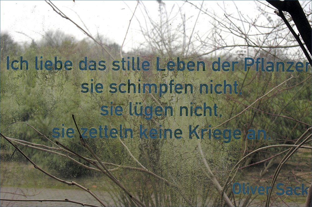 'Das stille Leben der Pflanzen' Foto & Bild sonstige, natur Bilder