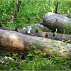 das stille "Örtchen" im Wald