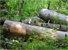 das stille "Örtchen" im Wald