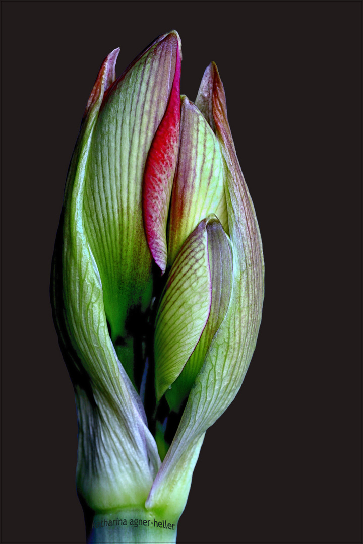 Das stille Wunder im Blumenfenster