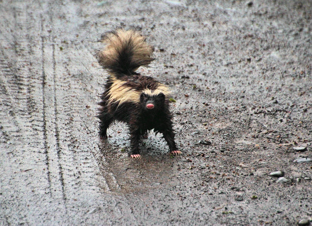 DAS STINKTIER Foto & Bild | tiere, wildlife, säugetiere Bilder auf ...