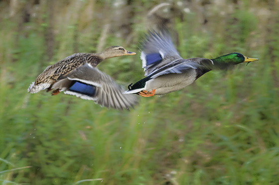 Das Stockentenpärchen fliegt von dannen,