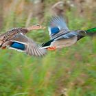 Das Stockentenpärchen fliegt von dannen,