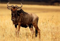 Das stolze Gnu