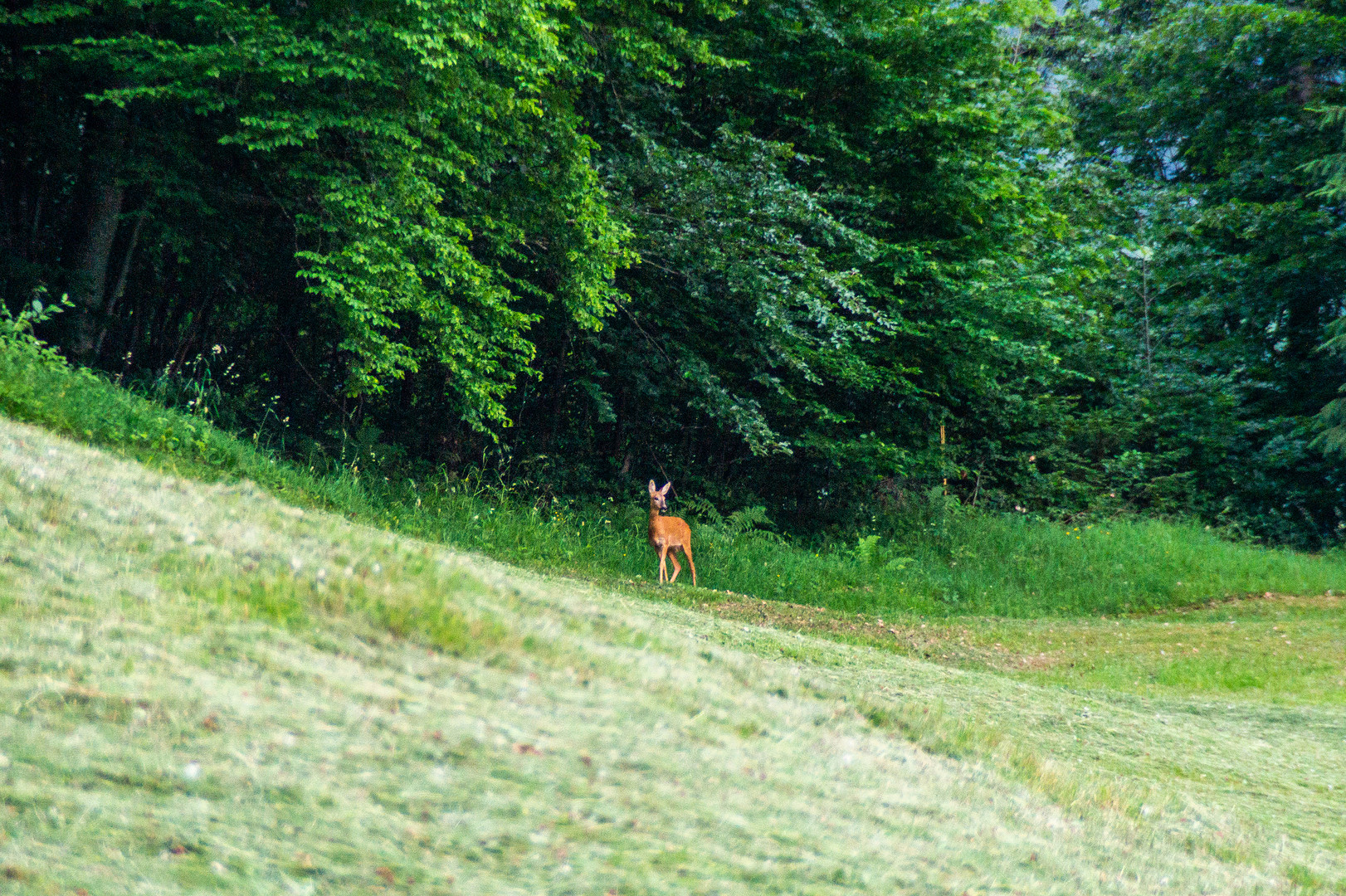 Das stolze Reh am Waldesrand