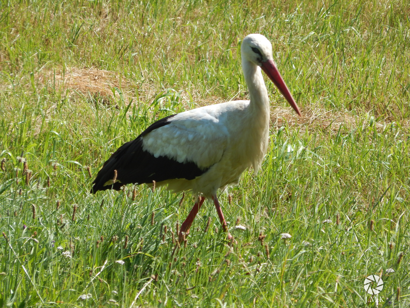 Das Storch-Model