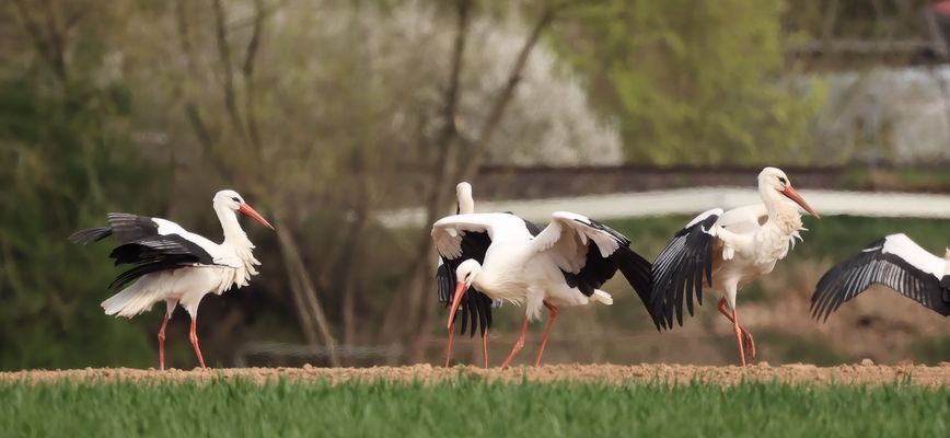 .*.*.*.*  Das Storchenballett zum Wochenende .*.*.*.*