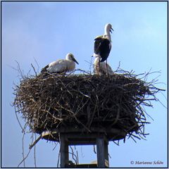 Das Storchennest von Emmendingen...