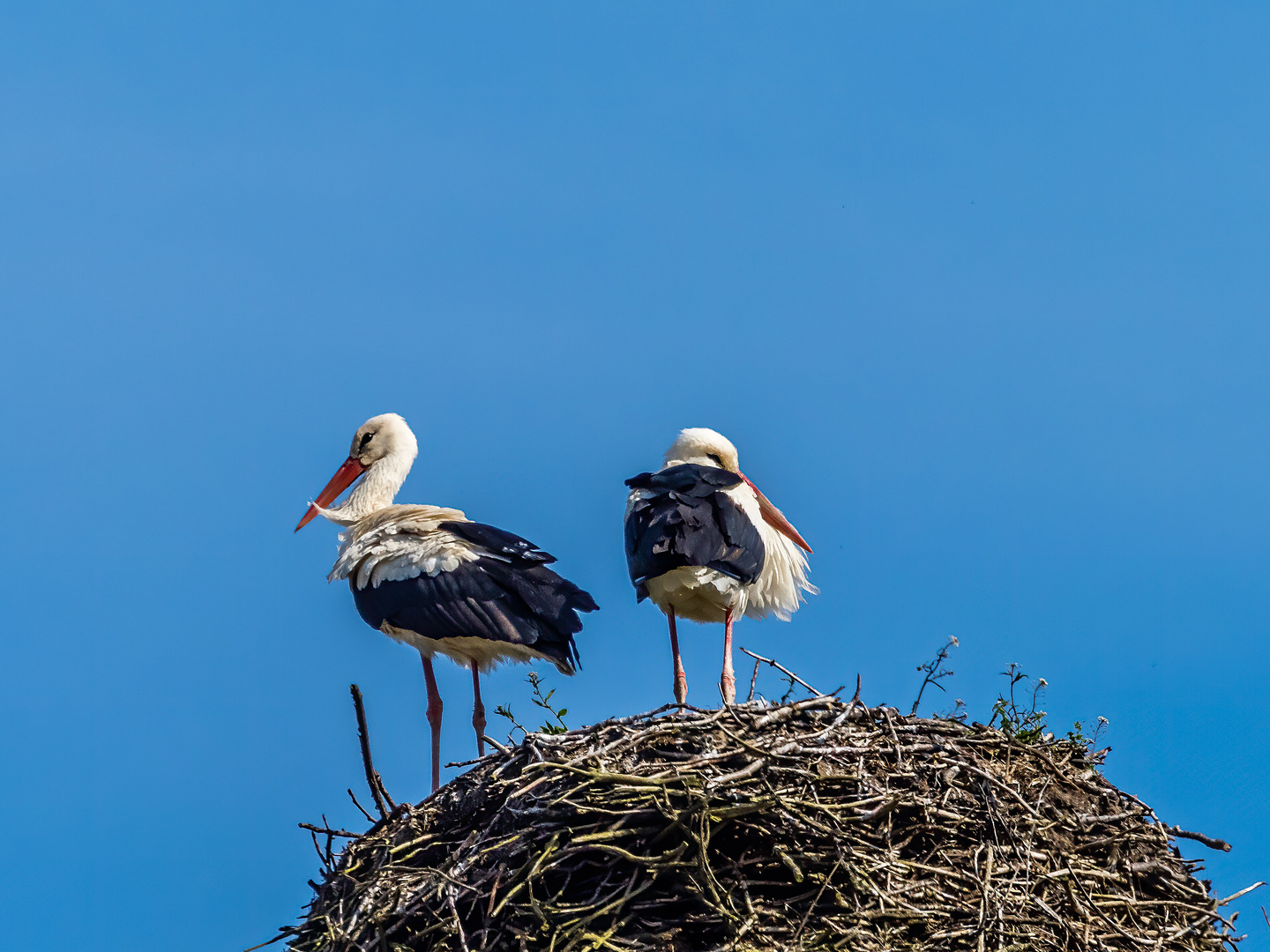 Das Storchenpaar auf dem Nest