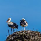 Das Storchenpaar auf dem Nest