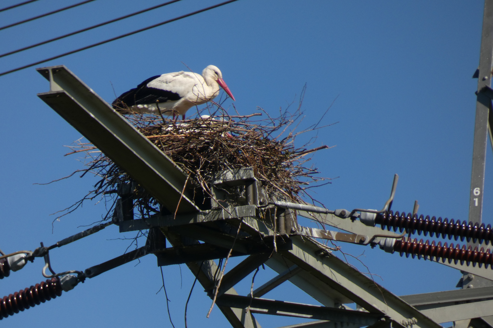 Das Storchenpaar auf dem Strommast in Hamm-Haaren