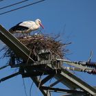 Das Storchenpaar auf dem Strommast in Hamm-Haaren