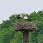 Das Storchenpaar in der Disselmersch. Ist schon ein Küken geschlüpft?