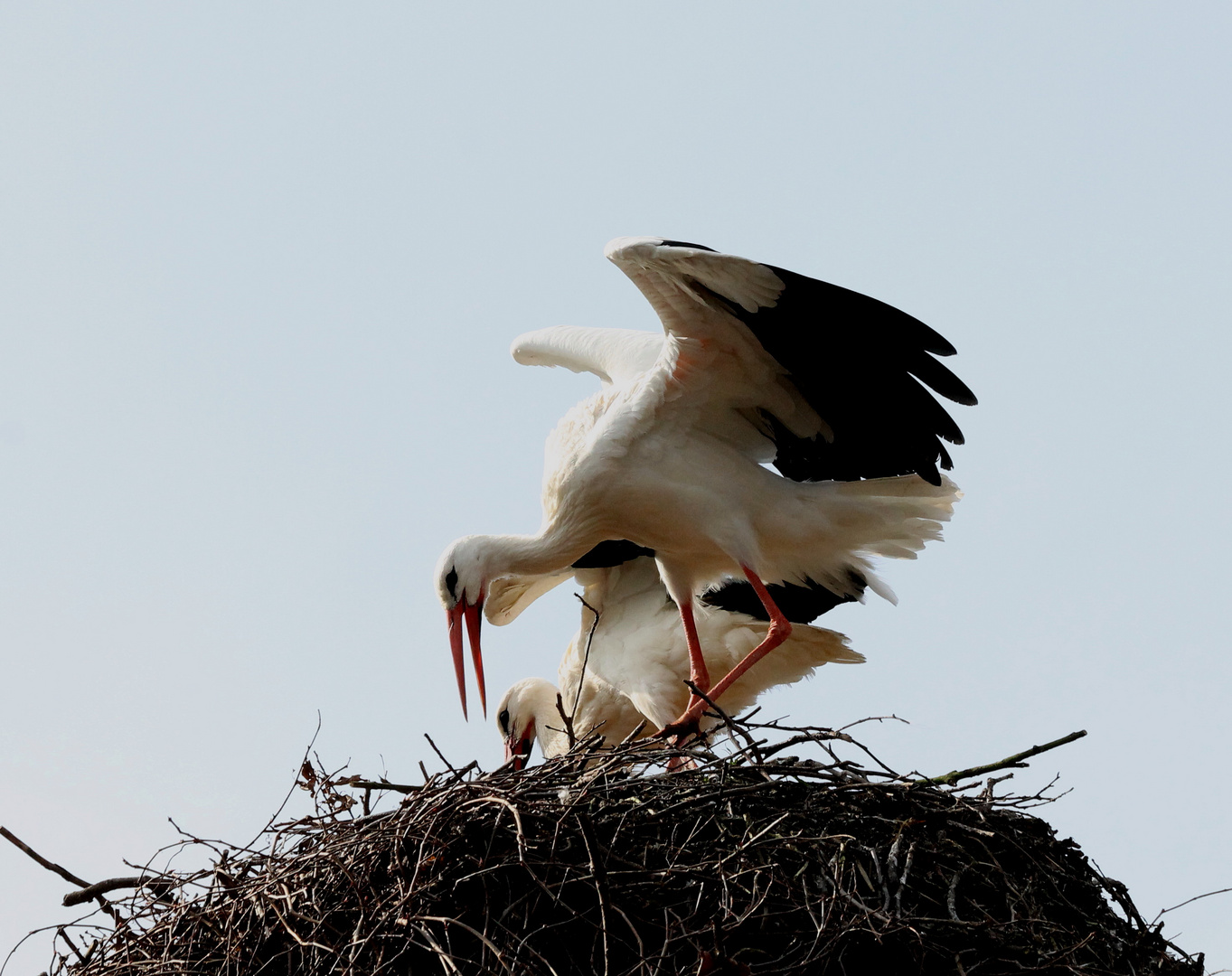 Das Storchenpaar richtet das Nest her