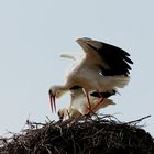 Das Storchenpaar richtet das Nest her