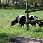 das Stoßmich-Ziehdich