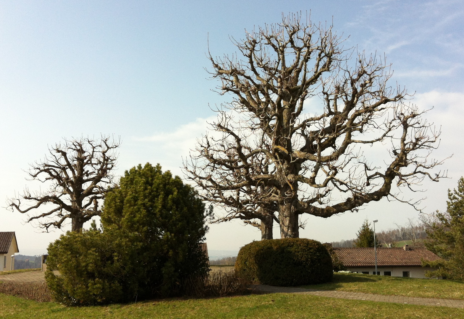 Das Sträucherherz