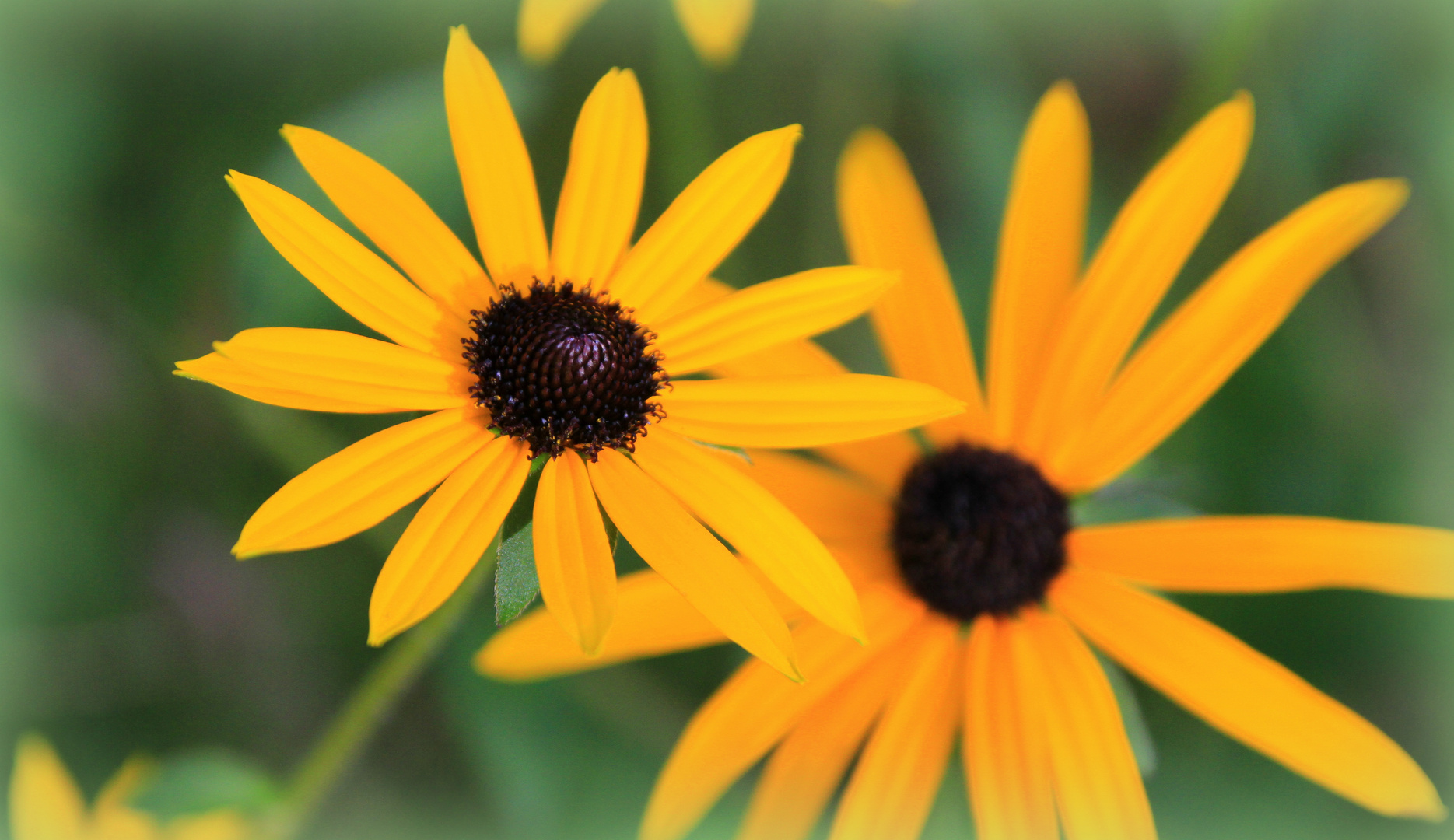 das Strahlen der Sonnenblume