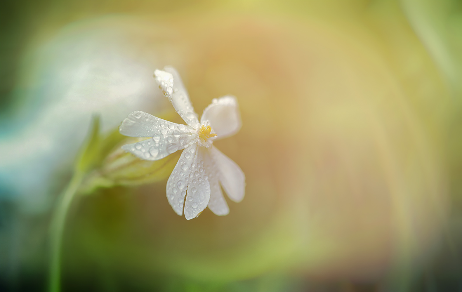 das strahlen der weißen blüte und ihre melodie ...