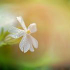 das strahlen der weißen blüte und ihre melodie ...