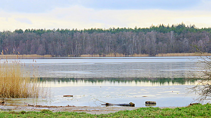 Das Streifenfoto der Natur