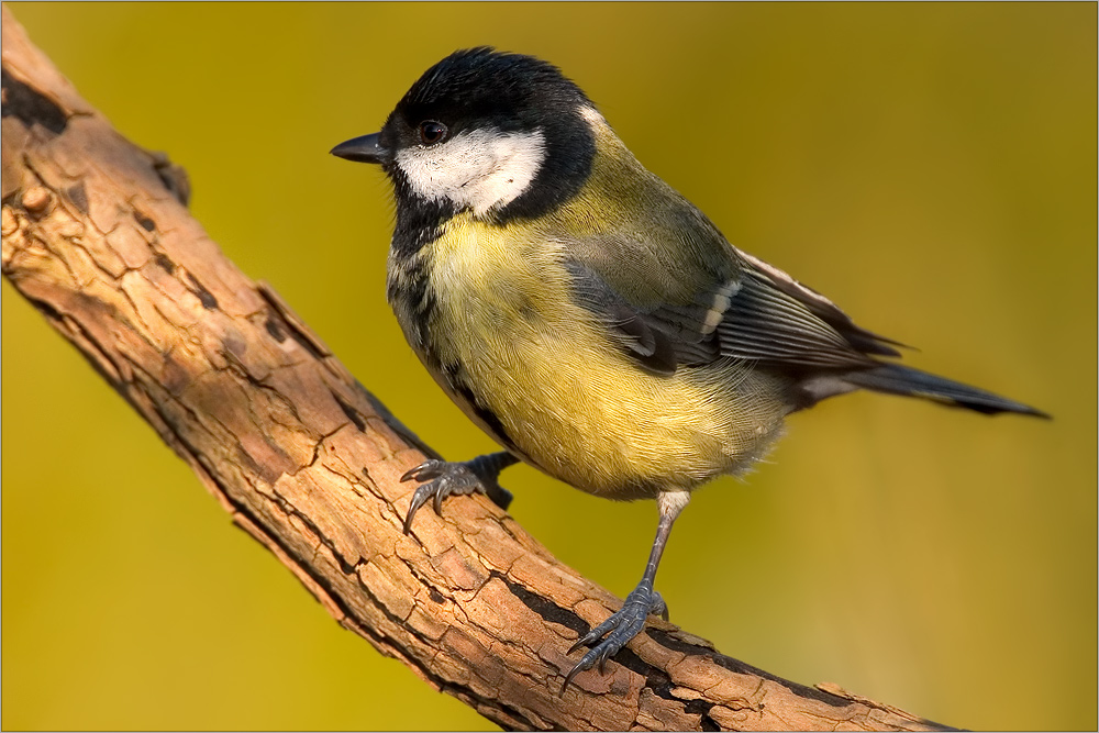 Der Fluch Des Weißen Hais Das Streiflicht Zeigt Die Erschreckende Wahrheit - 55s89b0