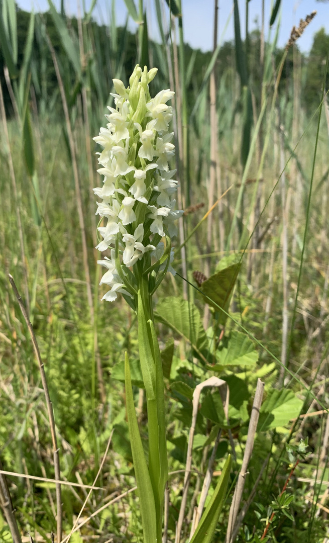 Das Strohgelbe Knabenkraut (Dactylorhiza ochroleuca)...